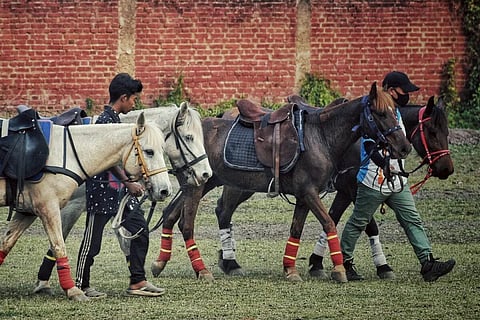 Manipur government allots 30-acre grassland to conserve endangered ‘polo ponies’
