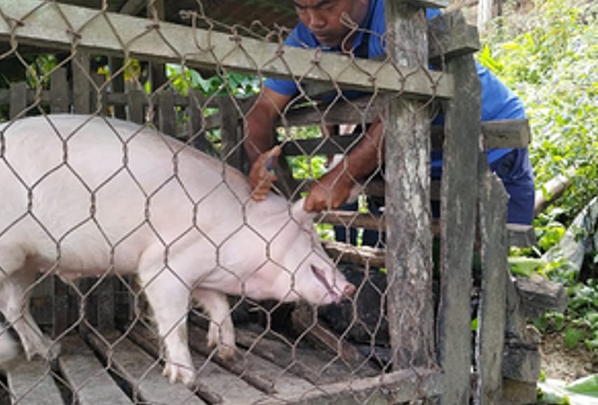 Mizoram: Over 3,350 pigs killed by African swine fever so far this year