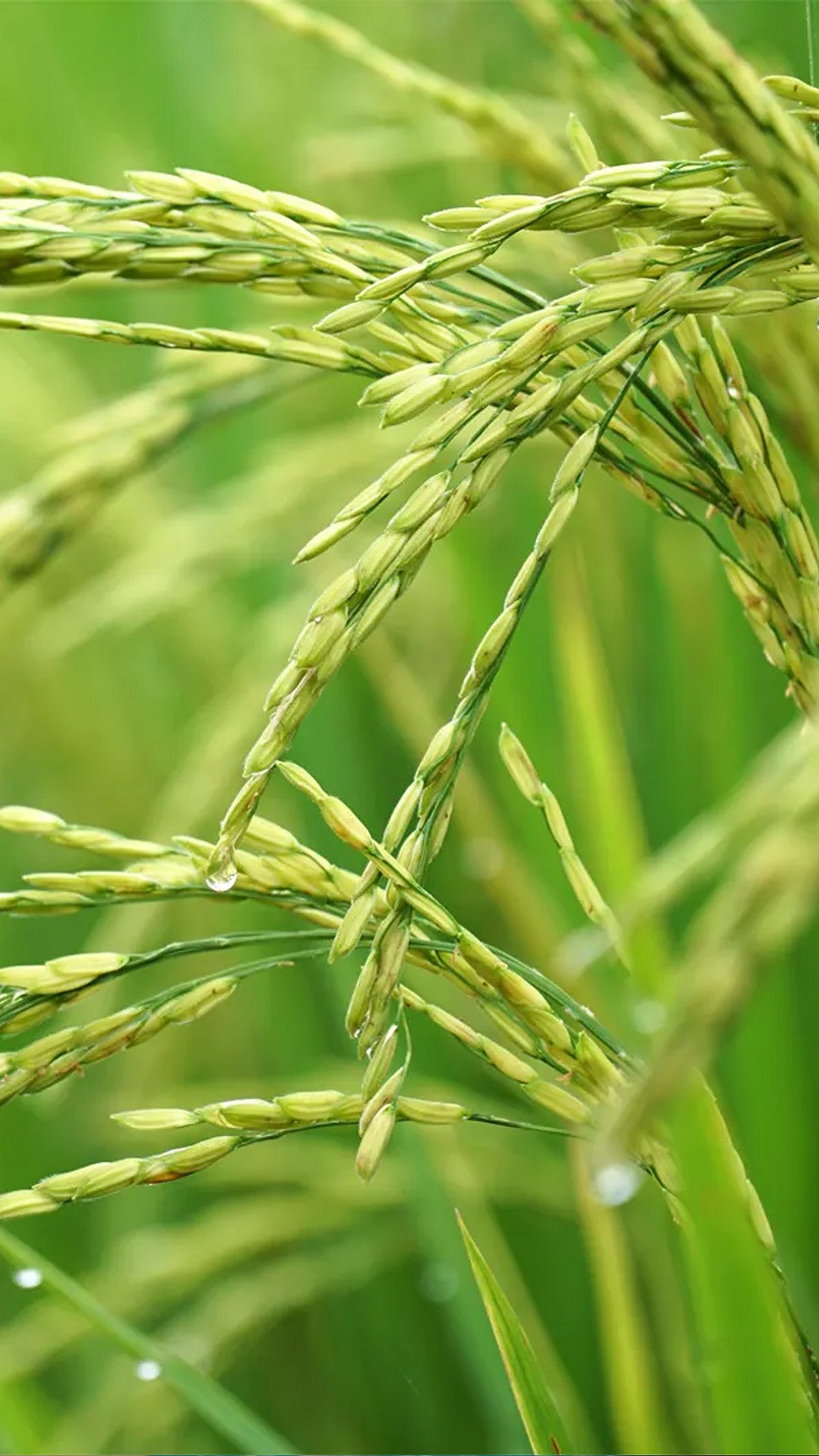 5 Distinct Variety Of Rice From Around The Globe