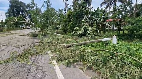 Assam: Storm Uproots Trees, Causes Disruptions in Jamugurihat
