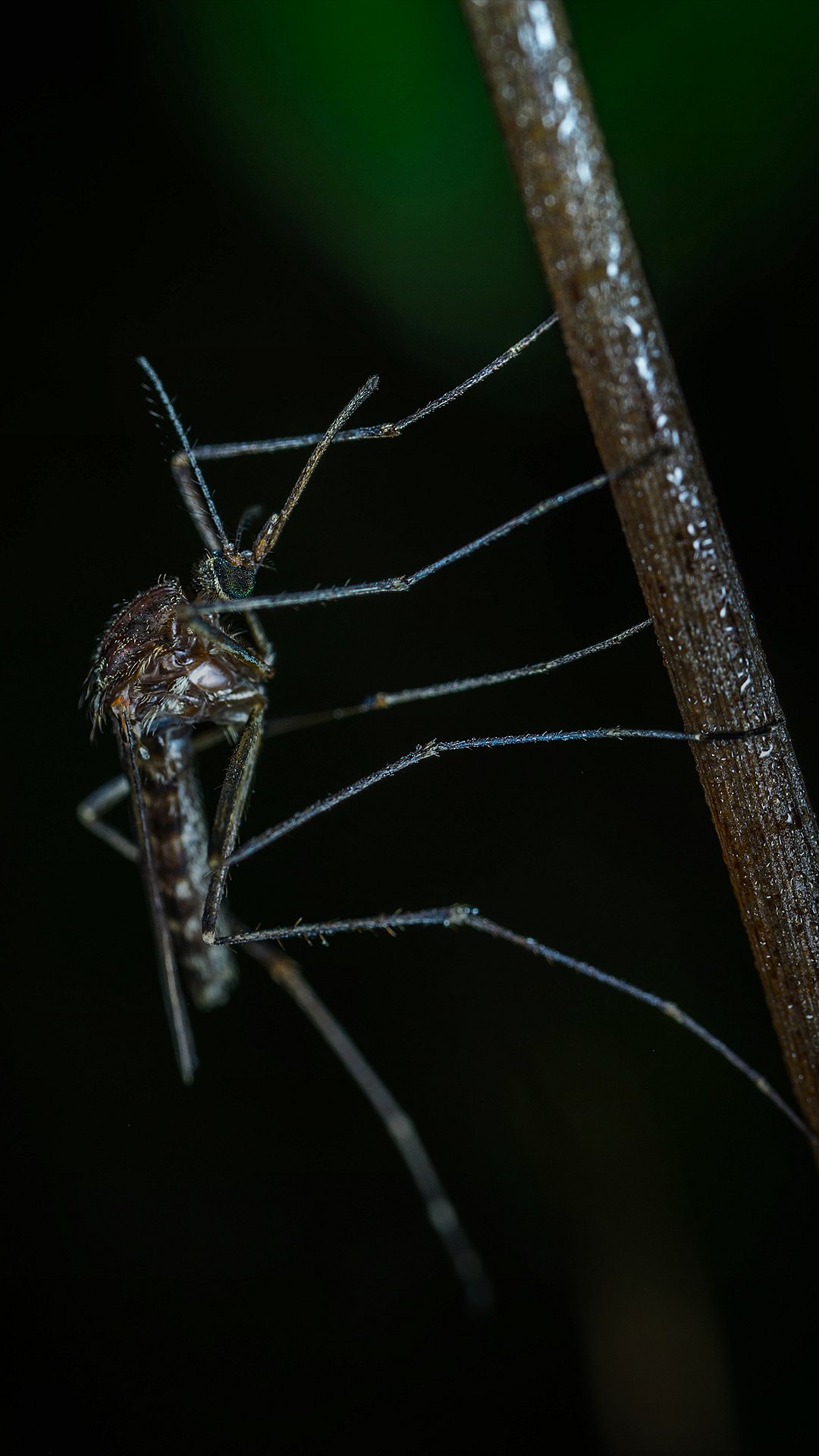 World Mosquito Day 2024 Date, Theme, History, and Significance