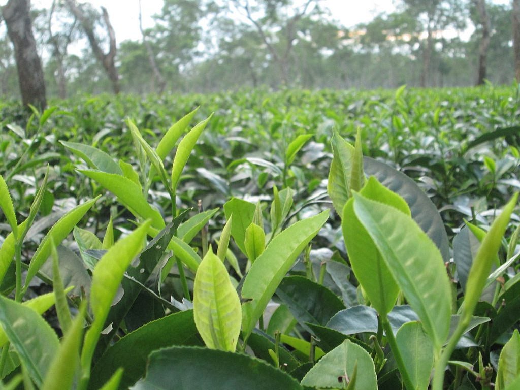 Assam: Green tea leaf price falls drastically after Durga Puja
