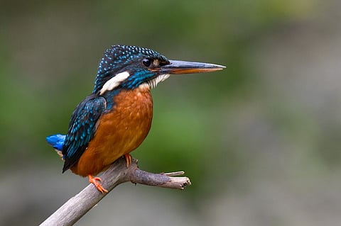 Blyth’s kingfisher