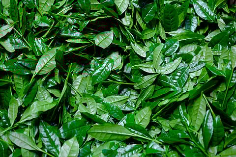 Green Tea