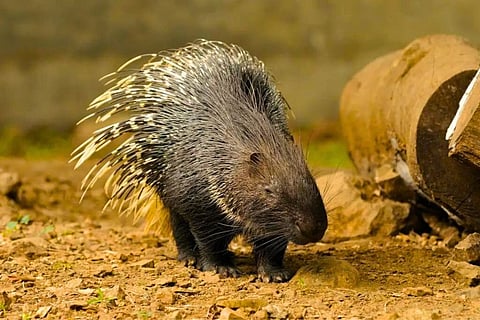 Assam Porcupine spotted in Bongaigaon
