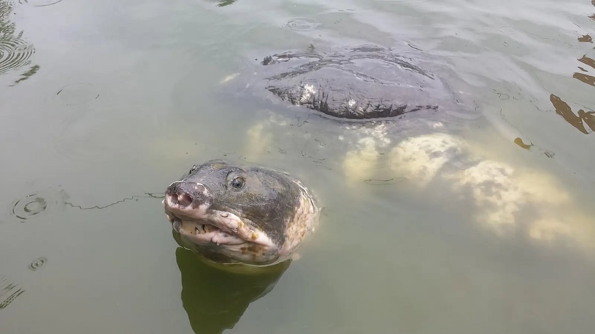 Assam: Kaziranga Launches Project to Save Black Softshell Turtles