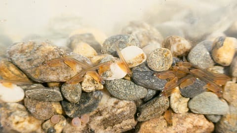 Manipur Distributes Fish Fingerlings