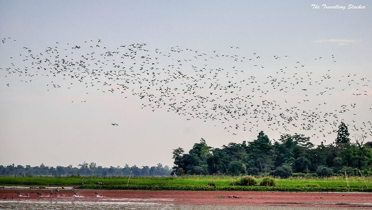 Assam's Maguri-Motapung Beel Faces Extinction, Losing Its Birdwatching ...
