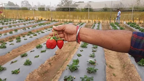 strawberry cultivation