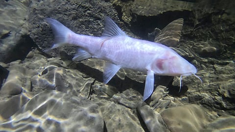 National Cave Animal of the Year