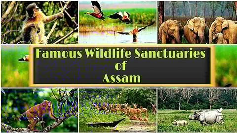 Assam’s Wildlife Sanctuaries