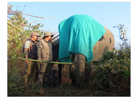 Assam’s Baksa Forest Division Successfully Radio Collars Second Wild Elephant