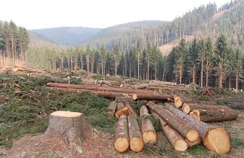 Tripura: Decades of Neglect and Corruption Lead to Alarming Decline in State's Forest Cover