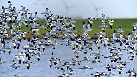 Arunachal: Dirang Administration Issues Prohibitory Order To Protect Migratory Birds