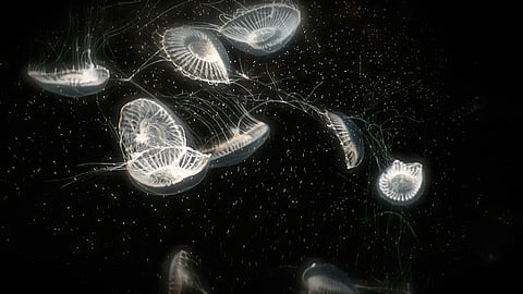 The Role of Bioluminescence in Marine Ecosystems