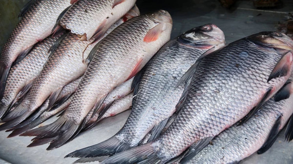 Assam: Formaldehyde level high in imported fish from other states