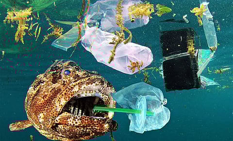 The Impact of Microplastics on Marine Life