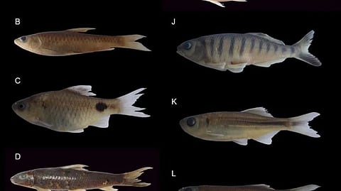 indigenous fish species