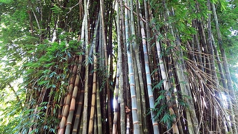 Bije Bamboo 