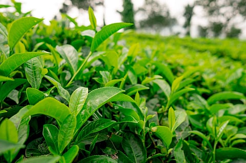 Tea 