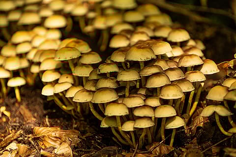 mushrooms 