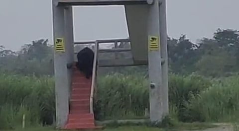 Assam: Bear Spotted Descending Dopholong Tower at Kaziranga National Park