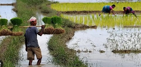 Assam agriculture