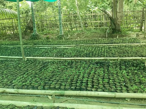 soilless hydroponic farming