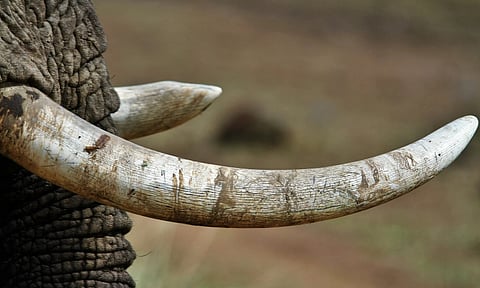 Ivory Tusk
