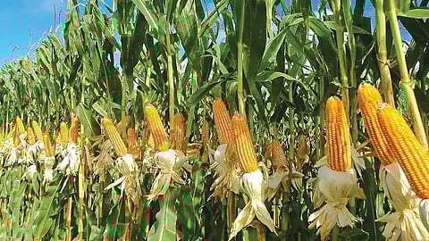 maize 