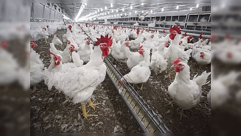 chicken prices