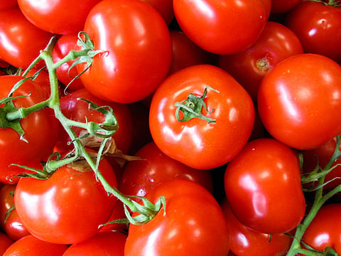 Tomato 