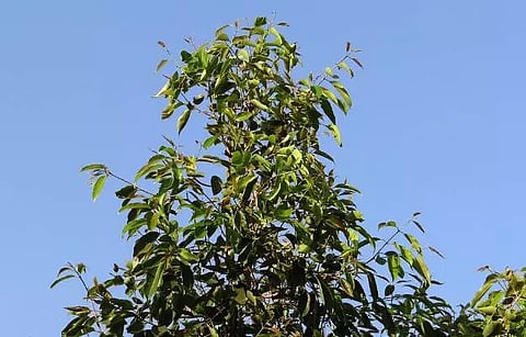 Jamun tree green revolution