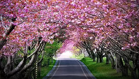 Cherry Blossom Fest