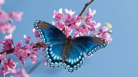 Butterflies in Assam: Diversity and Ecology
