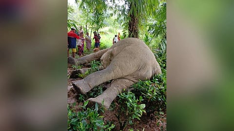 elephant 