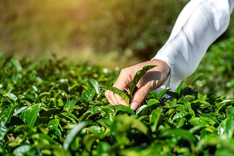 Tea production