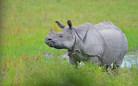rhino 