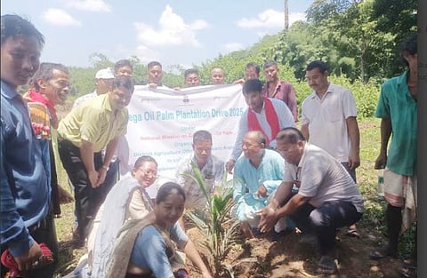 Oil palm plantation