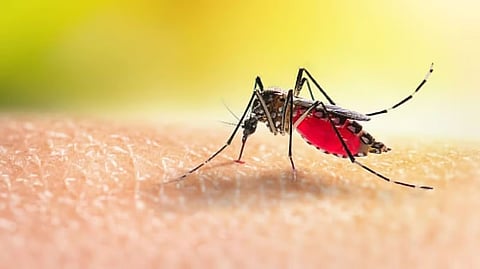 vector-borne diseases