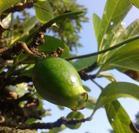 The wondrous historical tree ‘Bakhor Bengena’