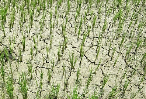 AASU stages statewide protests against ‘inept’ Irrigation department