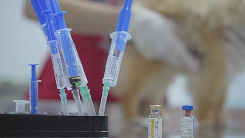 anti-rabies 