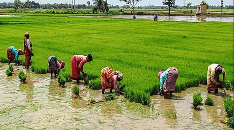 paddy sowing 