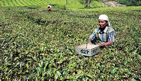 Small Tea Growers