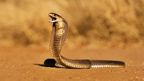 snakebite 
