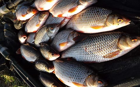 fisheries