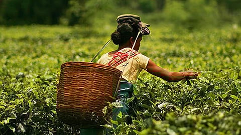 Assam tea sector,