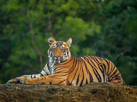 save Tigers