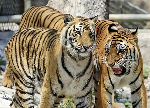 Kaziranga Tiger Density Ranks Kaziranga Tiger Density Ranks